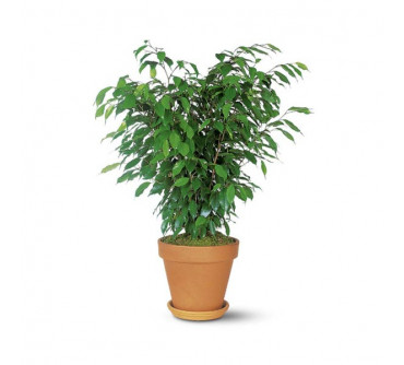 Ficus Bush